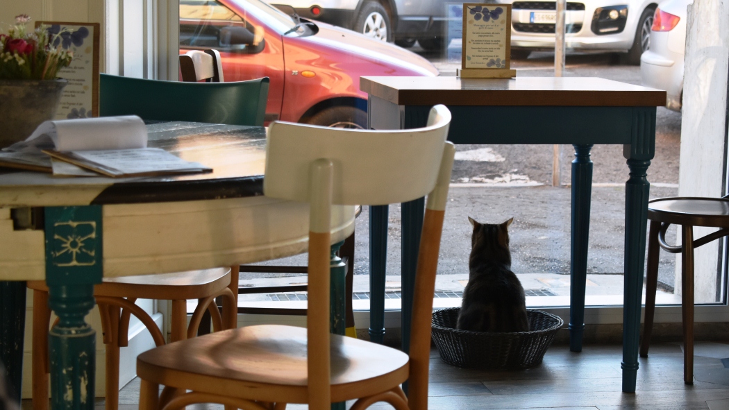 Romeow Cat Bistrot - PH: Daniela Coccorullo
